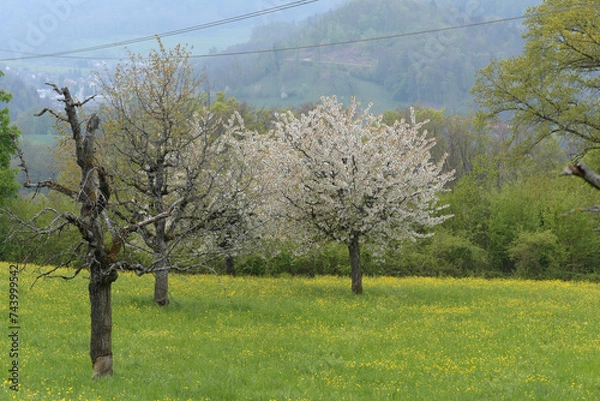 Obraz Kirschbaum, Kirschblüten