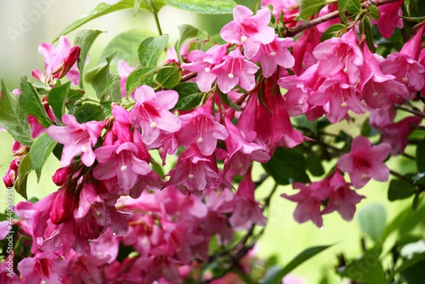 Fototapeta The blossoming weigela branches with bright flowers and fresh green leaves.Flowers and leaves damp after a rain.
