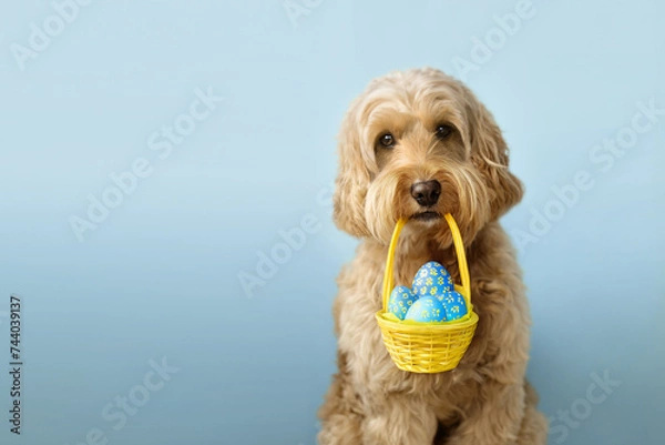 Obraz Cute dog carrying an Easter basket