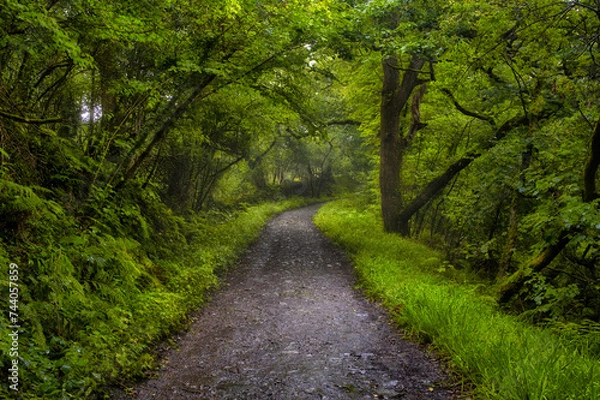 Fototapeta Path through the woods