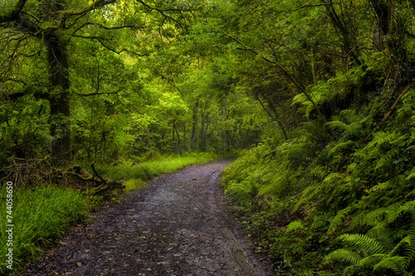 Fototapeta Path through the woods