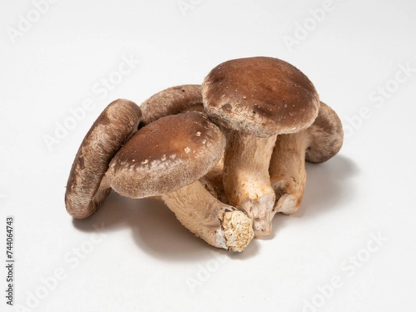 Obraz shiitake mushroom