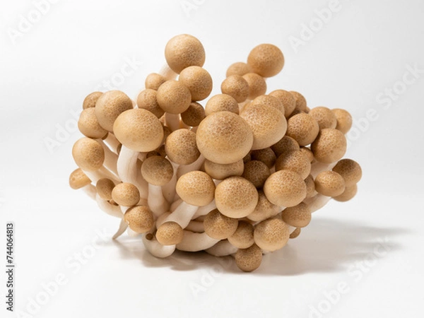 Obraz Shimeji mushrooms