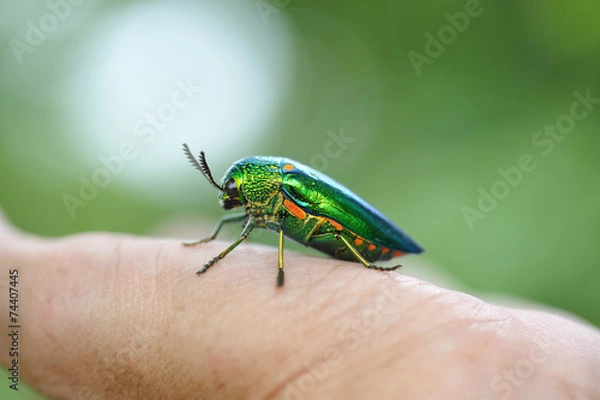 Obraz Buprestis beetle