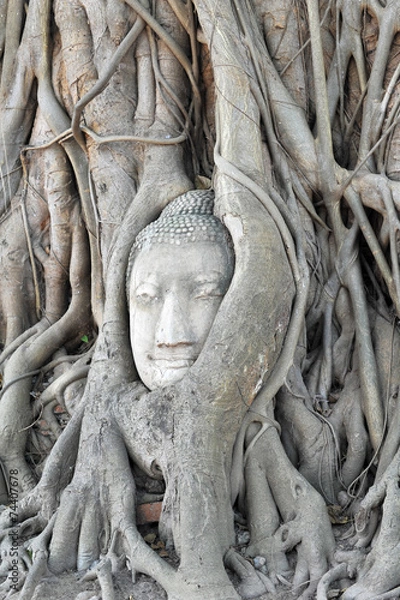 Obraz Buddha head in tree roots