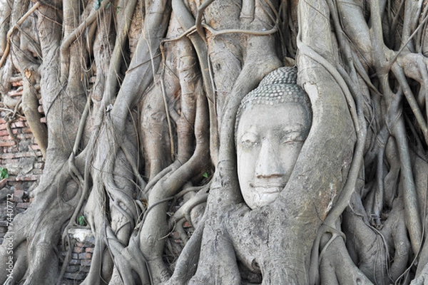 Obraz Buddha head in tree roots