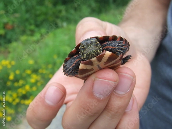 Fototapeta Painted Turtle Hatchling