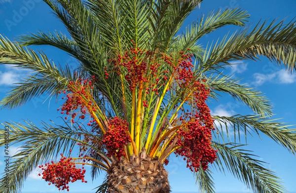 Fototapeta View of a palm crown with ripe red dates in the background blue sky with white clouds.
