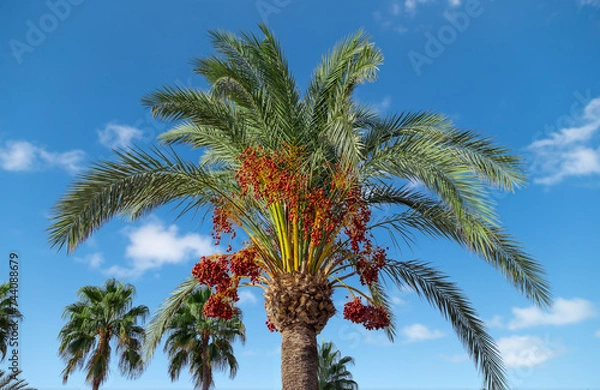 Fototapeta View of a palm crown with ripe red dates in the background blue sky with white clouds.