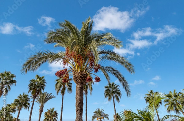 Fototapeta View of a palm crown with ripe red dates in the background blue sky with white clouds.
