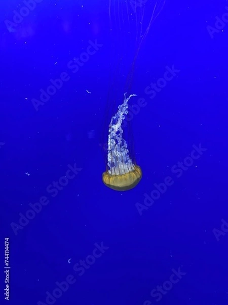 Obraz Jellyfish