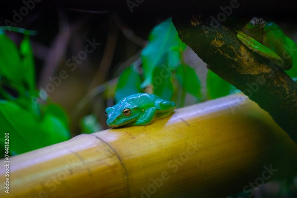 Fototapeta The Chinese flying frog or Chinese gliding frog (Zhangixalus dennysi) is a species of tree frog. Its natural habitats are subtropical or tropical moist lowland forest, subtropical or tropical moist.