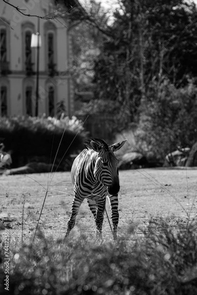 Obraz Zebra in a park