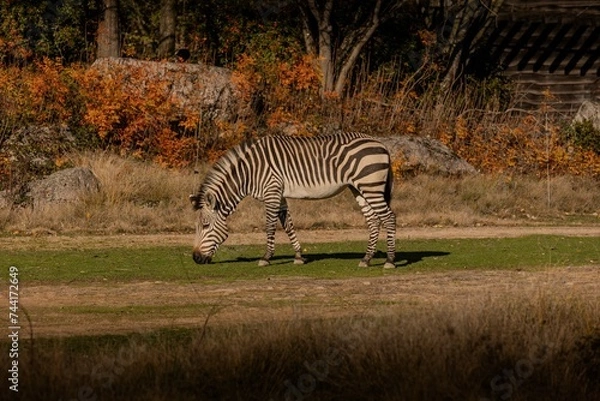 Obraz Zebra eating grass