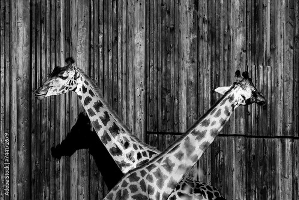 Obraz giraffe in a parl