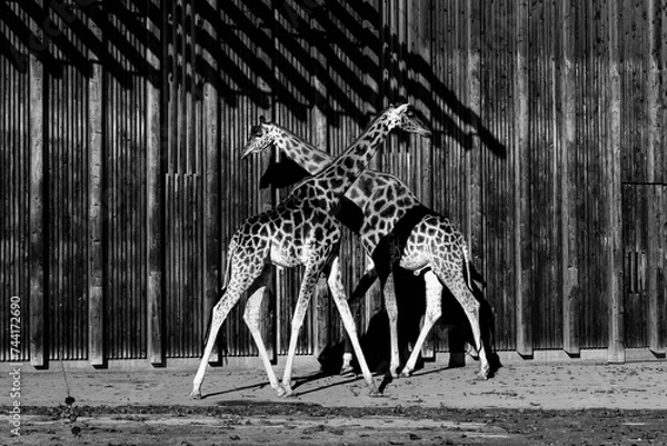 Obraz giraffe in a park