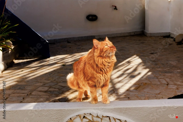 Obraz cat on the roof