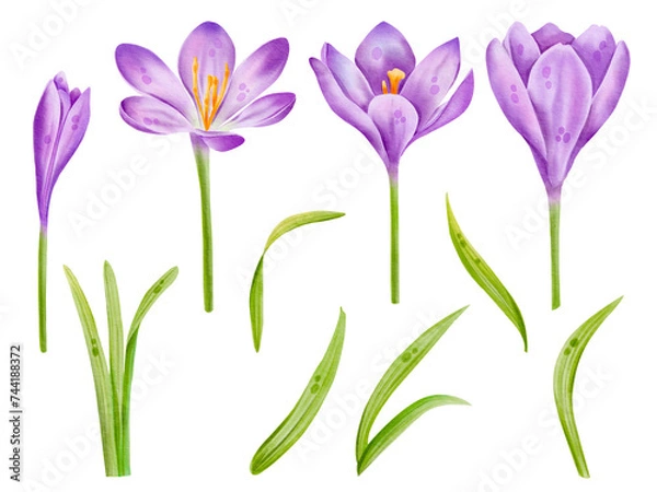 Obraz Watercolor floral set with purple blooming crocus flower. Hand drawing botanical illustration isolated on white background.Spring and easter design. 