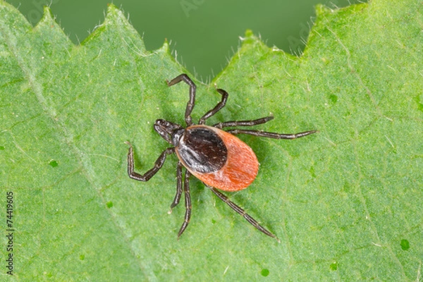 Obraz Castor bean tick, Ixodes ricinus