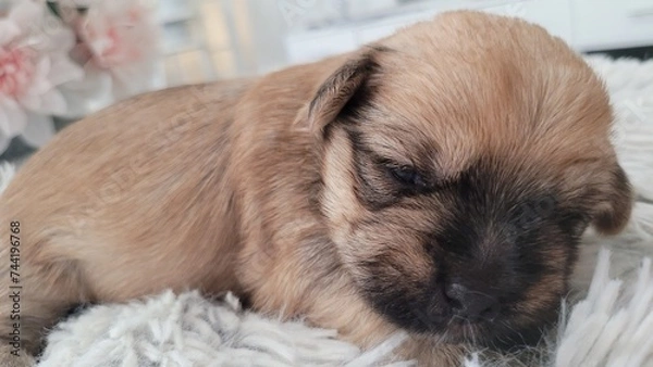 Obraz Sleeping Puppy 