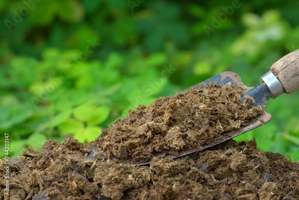 Obraz Image of manure with green plants background