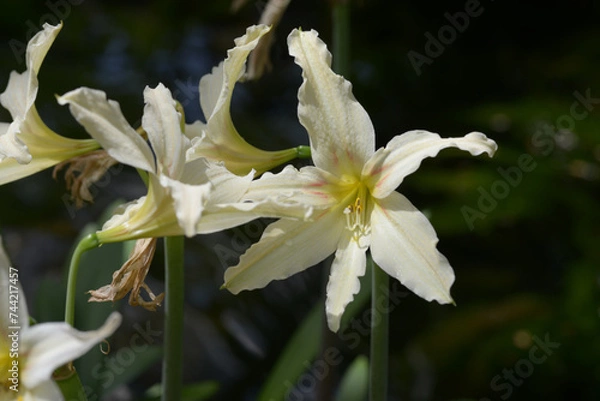 Fototapeta グラジオラス・トリスティス