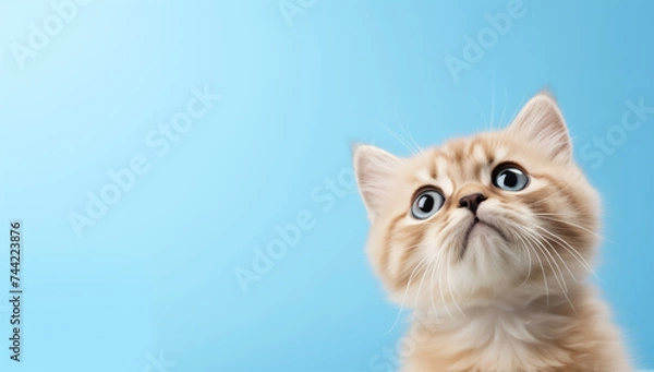 Fototapeta Cute cat looking up on solid soft blue background, copy space