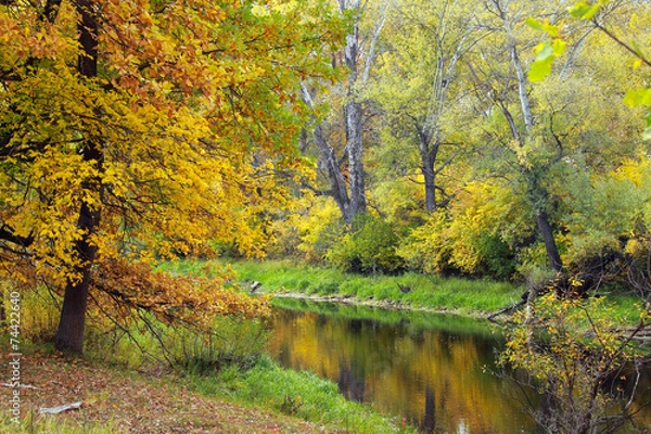 Fototapeta autumn forest