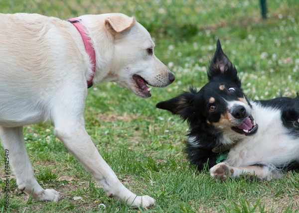 Obraz cani che giocano