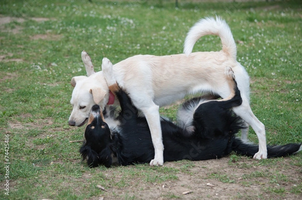 Obraz cani che giocano