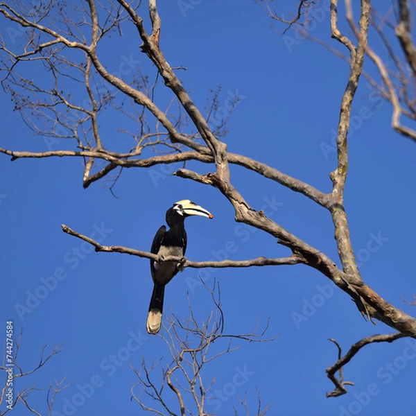 Fototapeta Oriental Pied-Hornbill - Anthracoceros albirostris large canopy-dwelling bird belonging to the Bucerotidae. Other common names are  pied hornbill  and Malaysian pied hornbill.