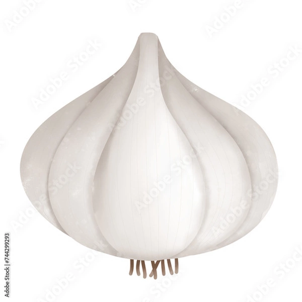 Fototapeta white garlic