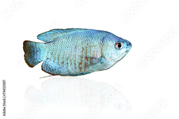 Obraz Blue Dwarf Gourami