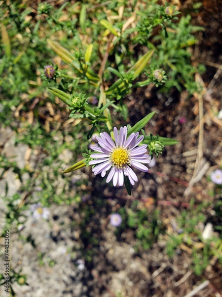 Obraz Douglas Aster