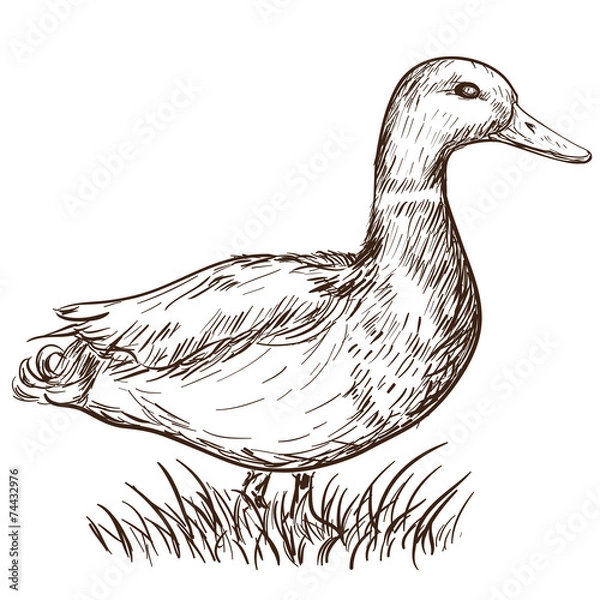 Obraz Hand drawn duck