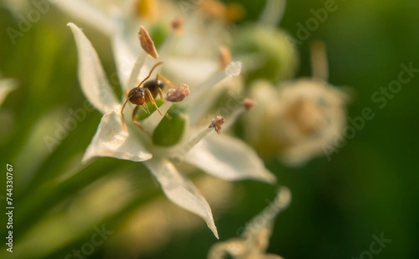 Fototapeta Ant on white flower pedal greenery environment background