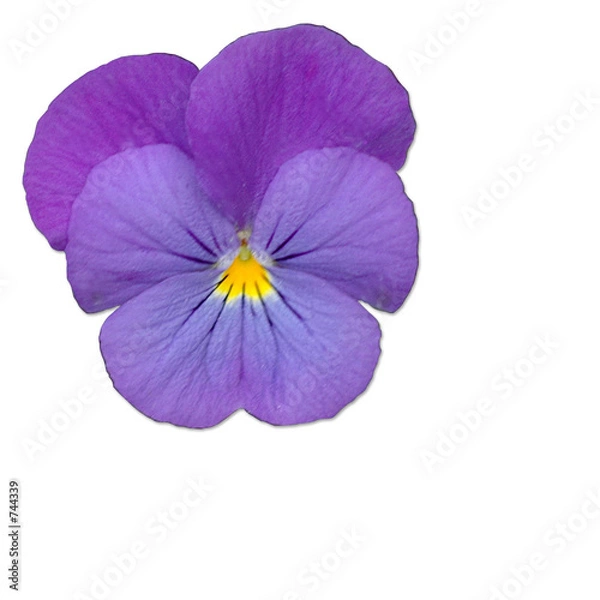 Obraz stiefmütterchen