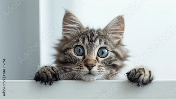 Fototapeta cute cat on a white background