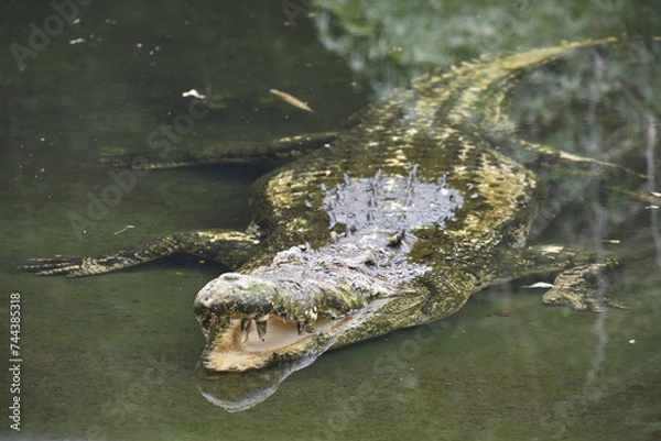 Fototapeta crocodile in the water, the silent killer 
