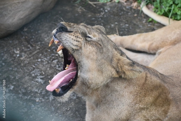 Fototapeta The yawning queen, a lioness yawning after Lunch 