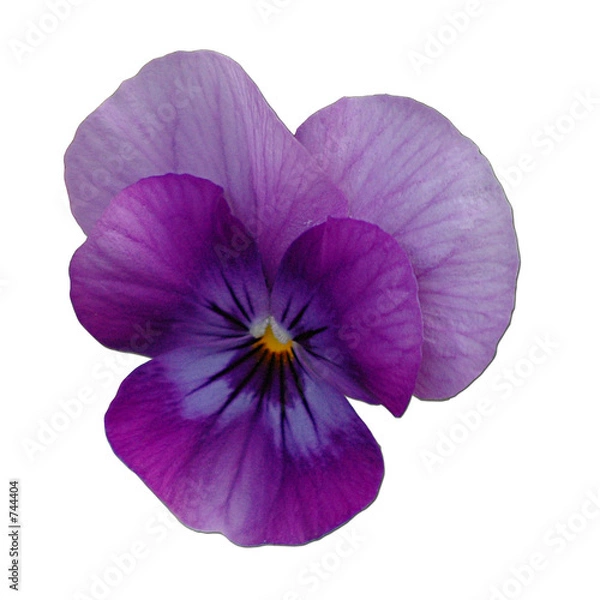 Obraz stiefmütterchen