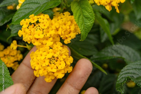 Obraz Small yellow flower west indian lantana on the green garden. Photo is suitable to use for nature background, botanical poster and garden content media.