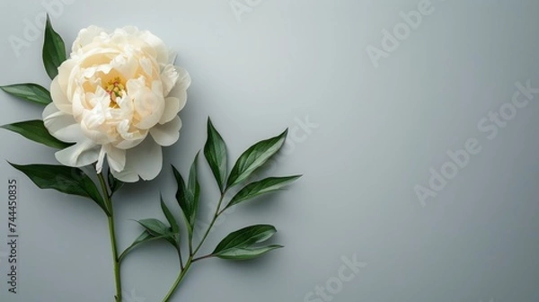 Fototapeta Soft creamy white waves Dancing gracefully on a dark black background. creating a fascinating contrast