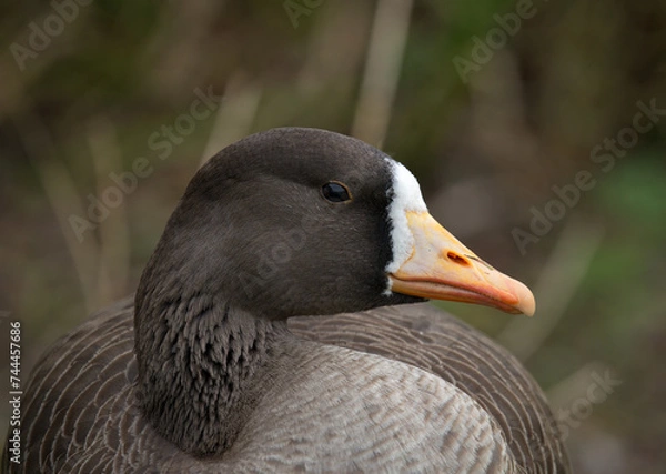 Fototapeta Greater white-fronted goose