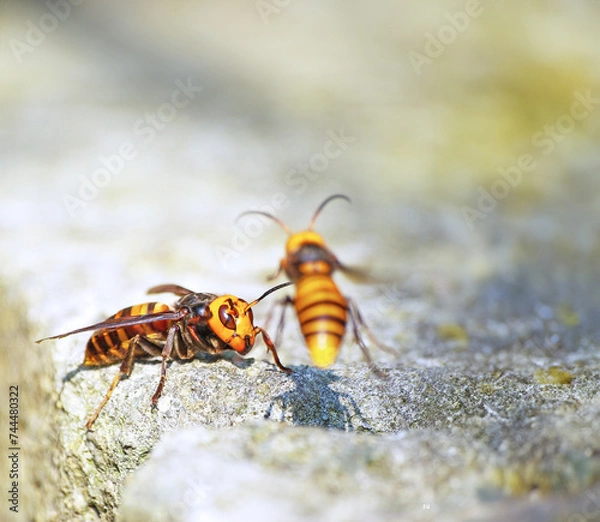 Obraz スズメバチ