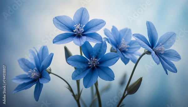 Fototapeta A bunch of blue flowers set against a soft textured background in varying shades of blue and the play of light and shadow creates an abstract design imbuing the image with a sense of mystery and calmn