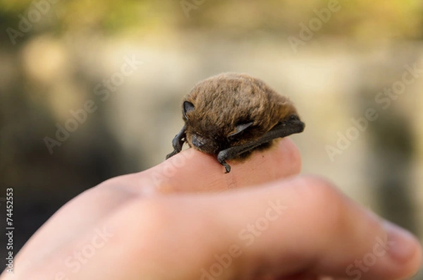Obraz Pipistrellus pipistrellus