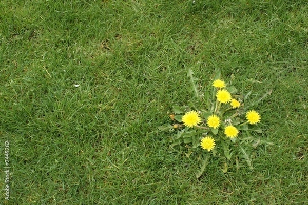 Fototapeta zwalczanie chwastów