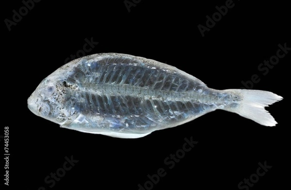 Obraz fish x ray