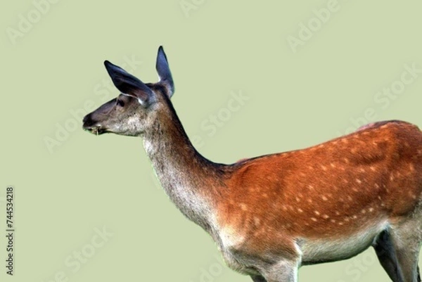 Fototapeta Adult female European red deer on a light background. Unique image of wild animals